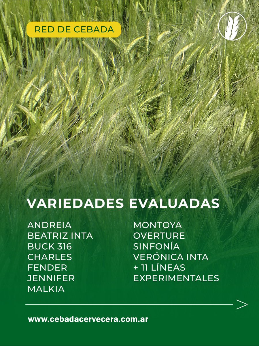 Cebada Cervecera tweet media