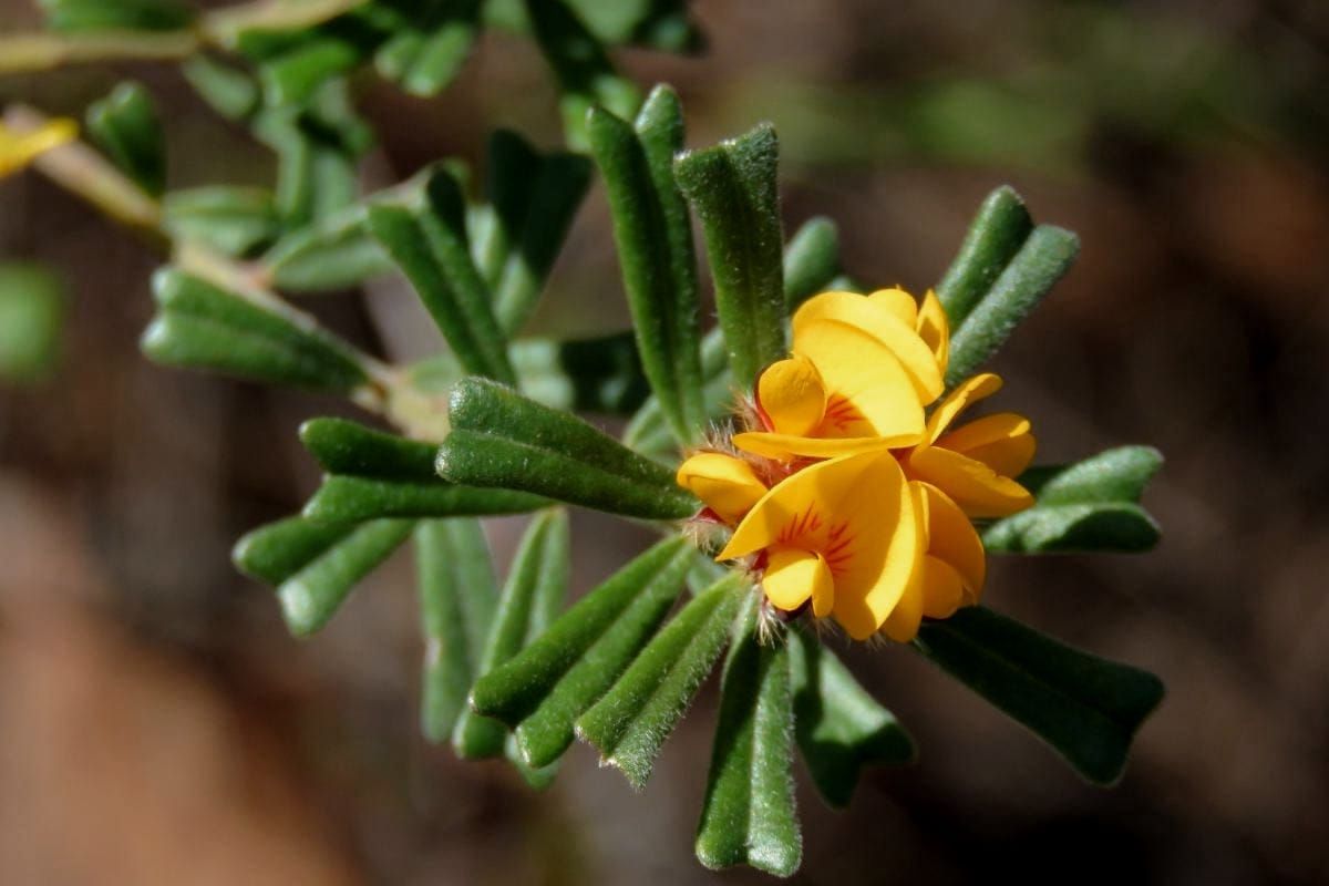 Annals of Botany tweet media