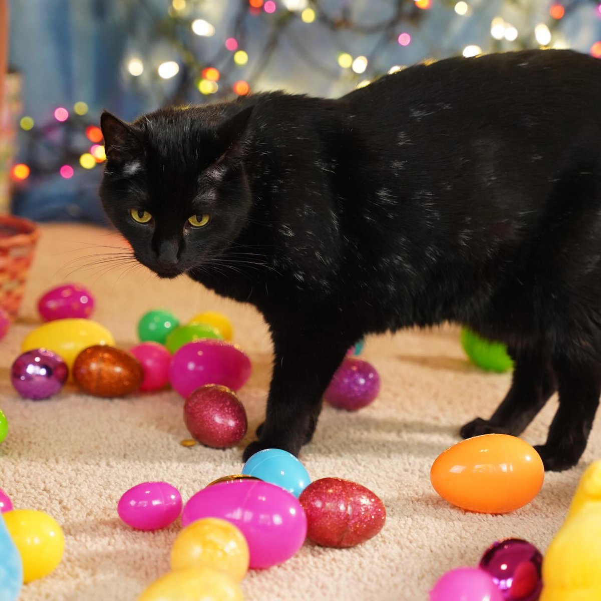ZolderTheCat's tweet image. Still searching for that golden egg...
#MondayMood #EasterMonday #BlackCat