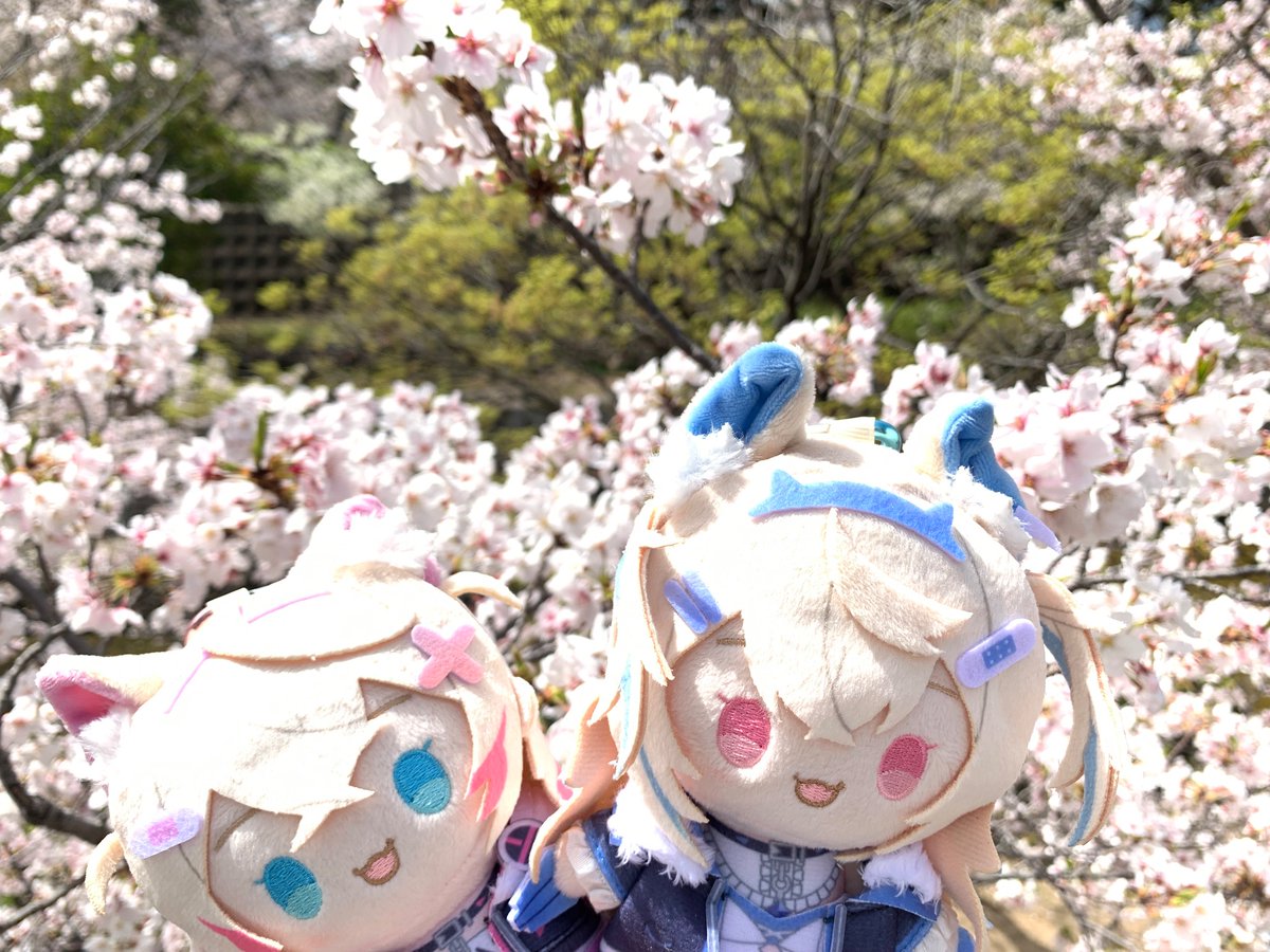 椿🌽🩵🩷🐾⚔️🩵 tweet media