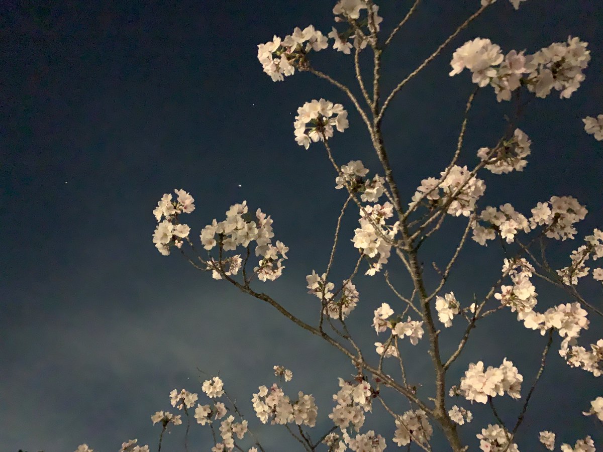 椿🌽🩵🩷🐾⚔️🩵 tweet media