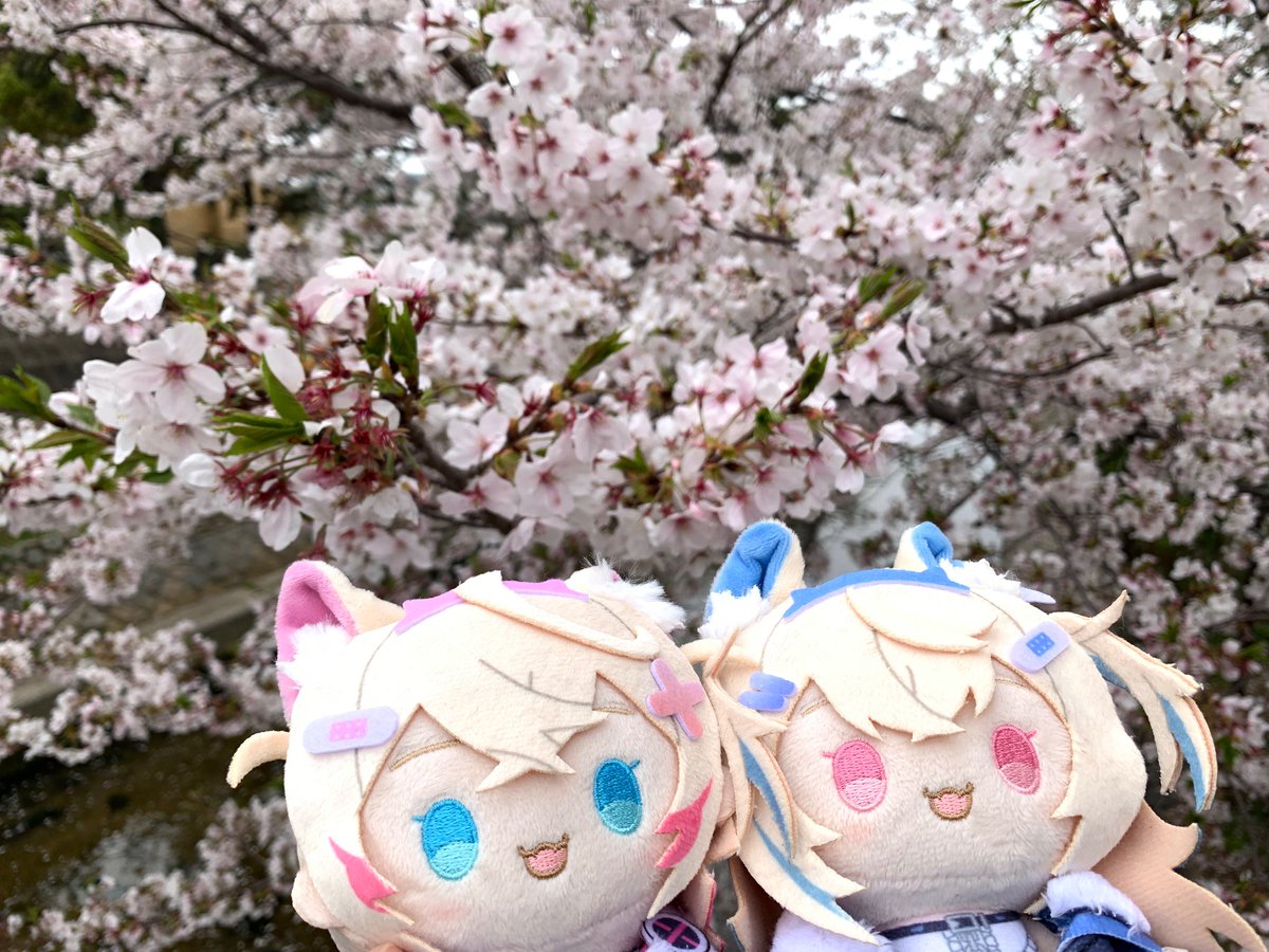 椿🌽🩵🩷🐾⚔️🩵 tweet media