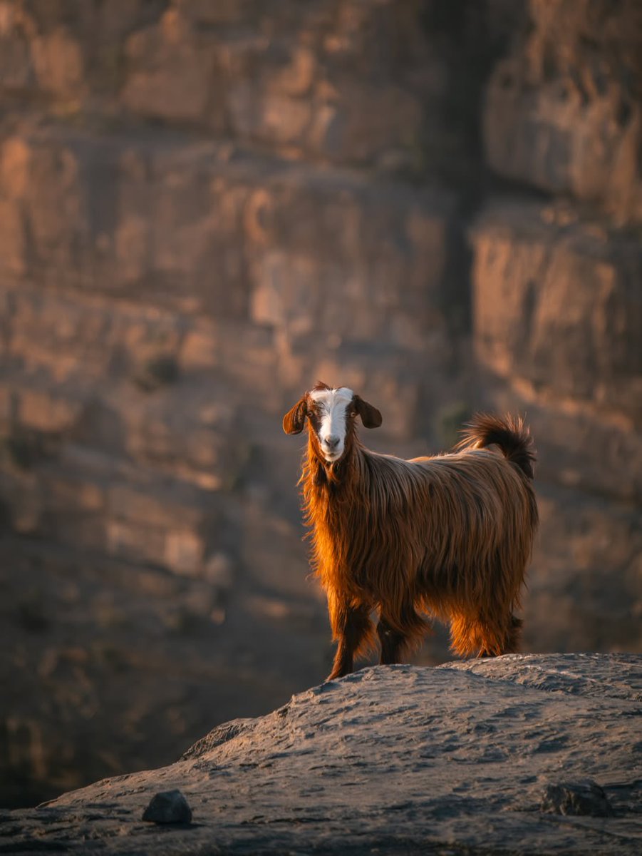 Experience Oman tweet media