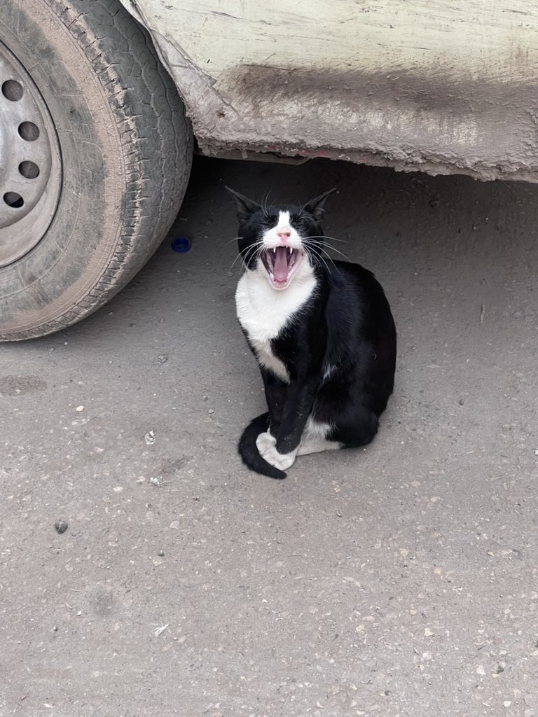 مشمشية tweet media