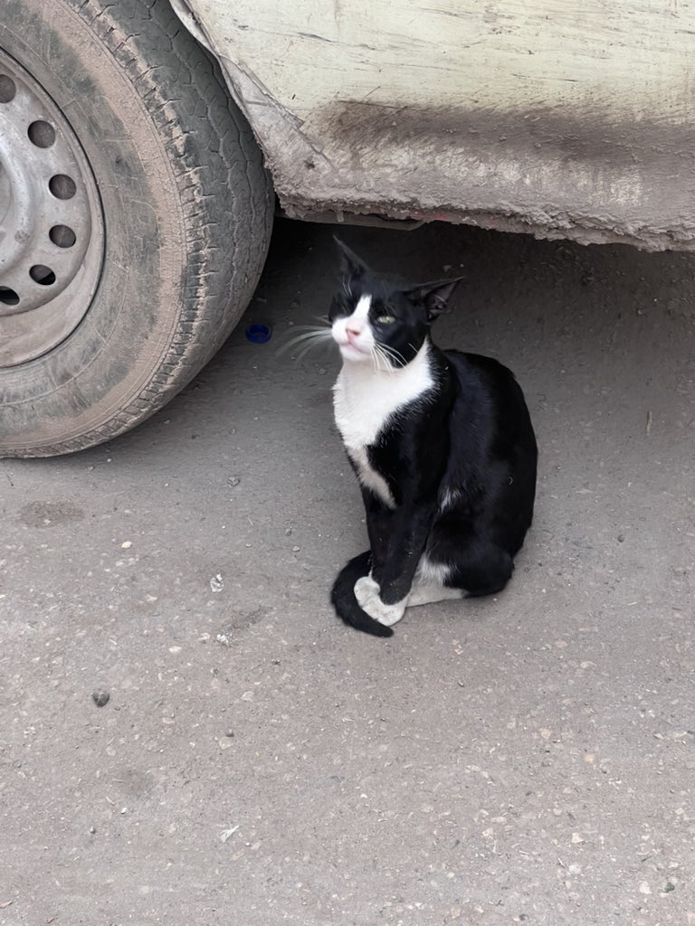 مشمشية tweet media