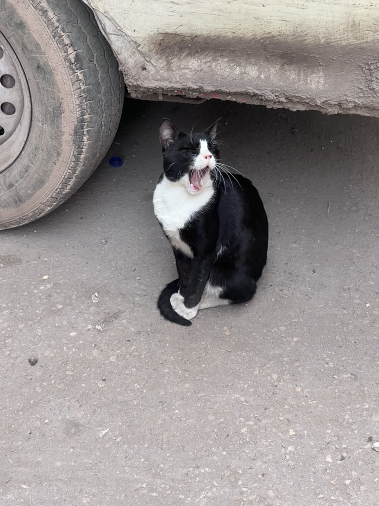 مشمشية tweet media