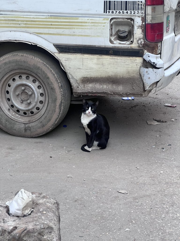 مشمشية tweet media