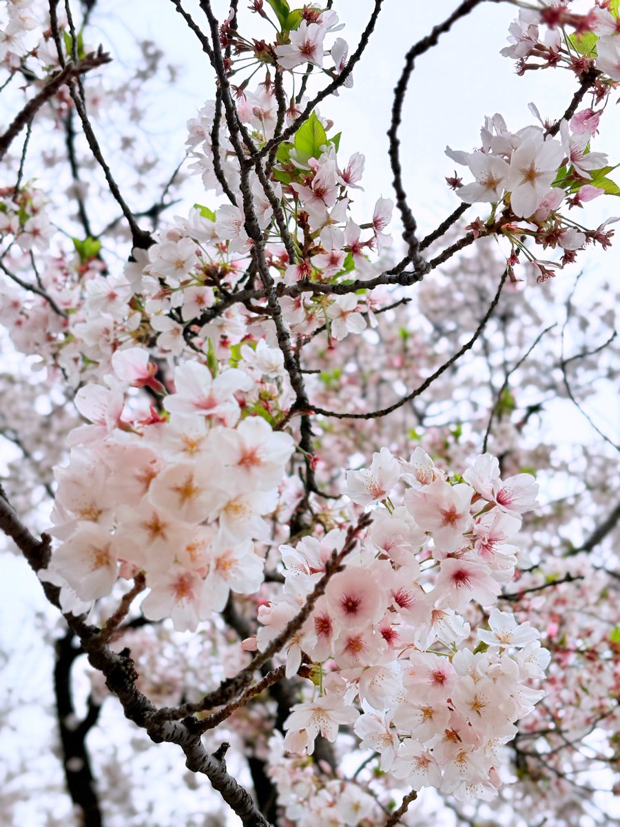 まいか tweet media