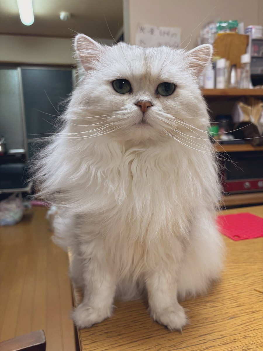 Henry Flower tweet media