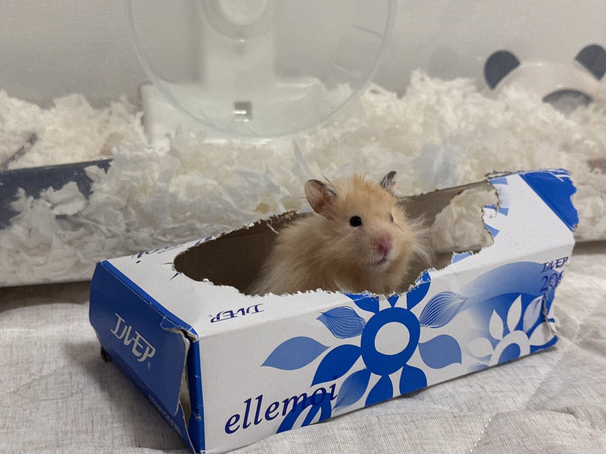 てんまろ tweet media