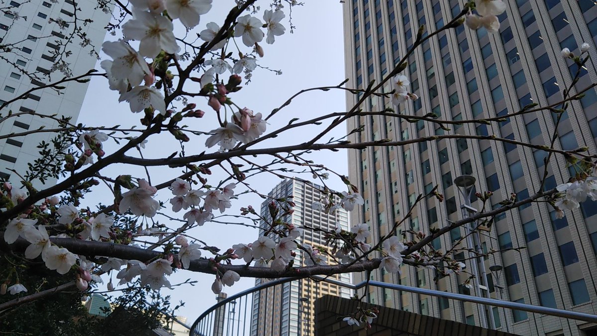 ㊗️サンシャイン60 オープン48周年
お花見も兼ねています🌸

#サンシャイン60
#サンシャインシティ
#池袋