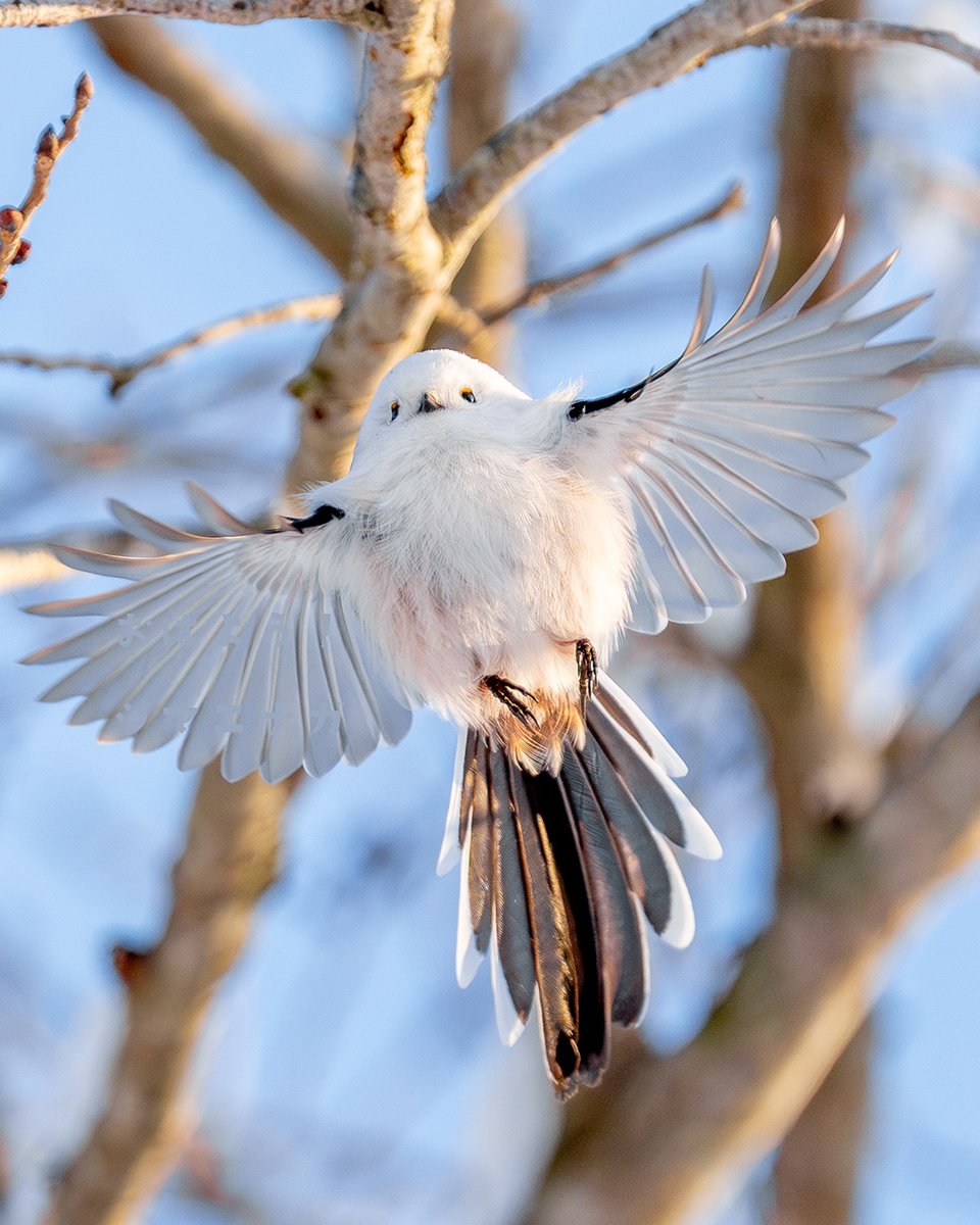 おはようシマエナガ tweet media