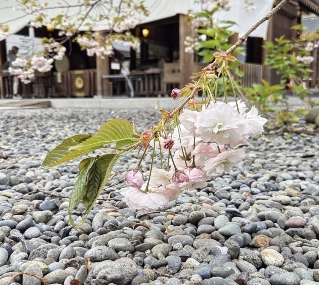 茶月 (『クリンゴン語辞典』発売中！) tweet media