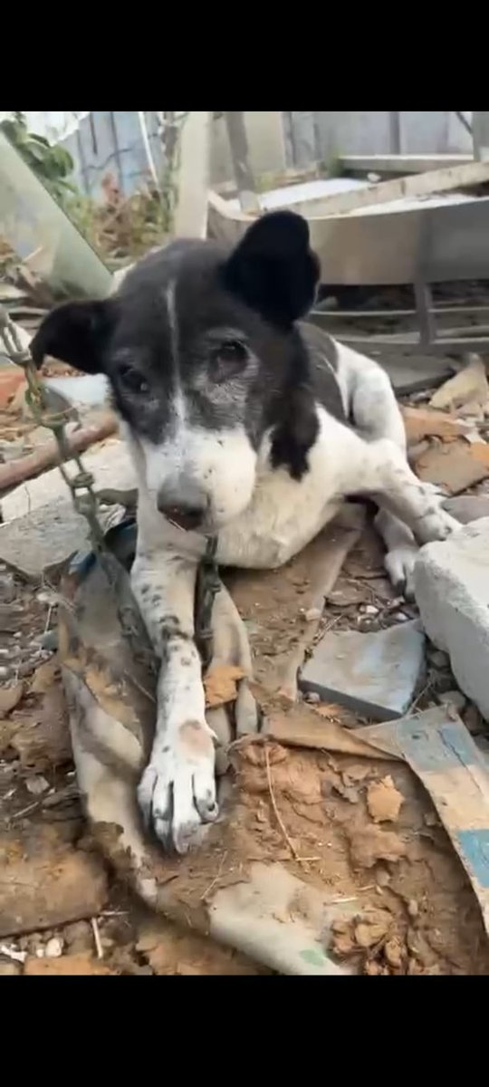 Crusader tweet media