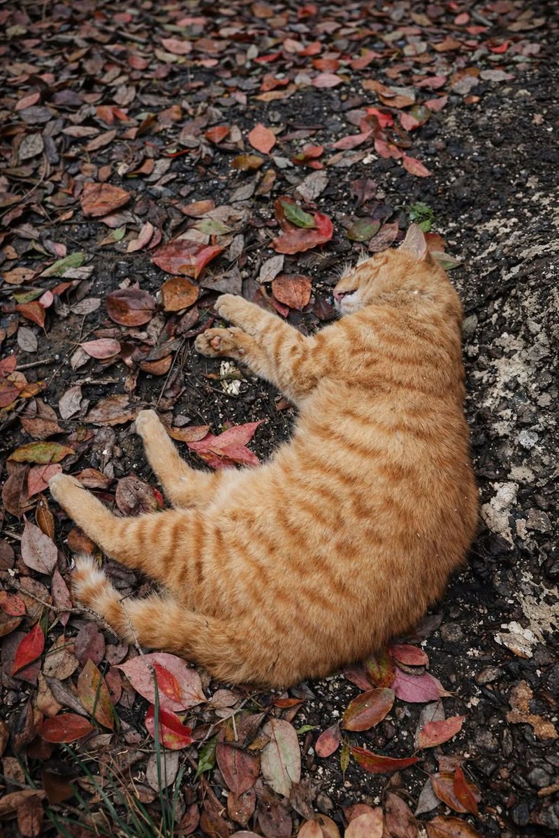 Kristina Bolten tweet media