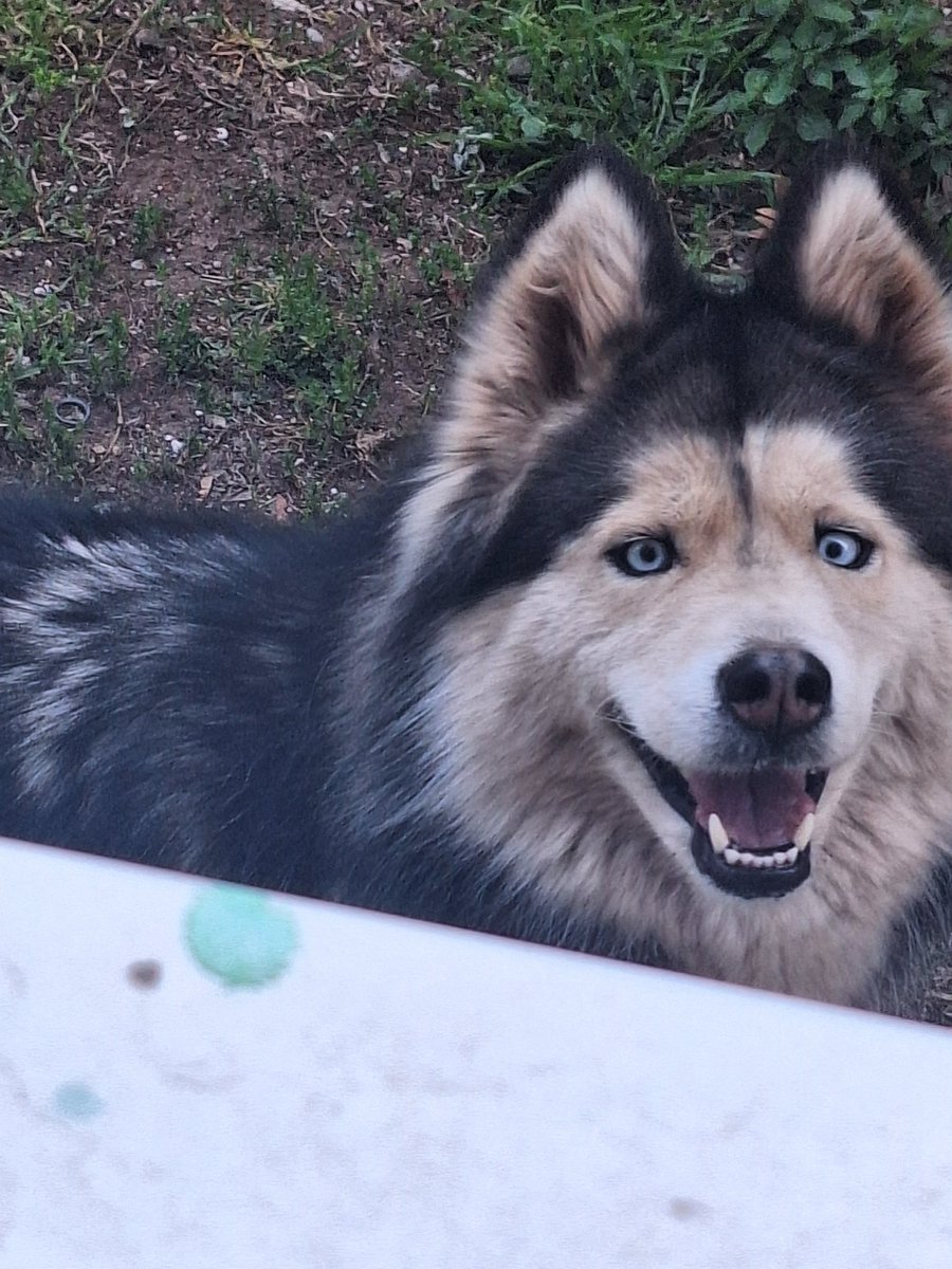 🇲🇪Titogradgrl🇲🇪 tweet media