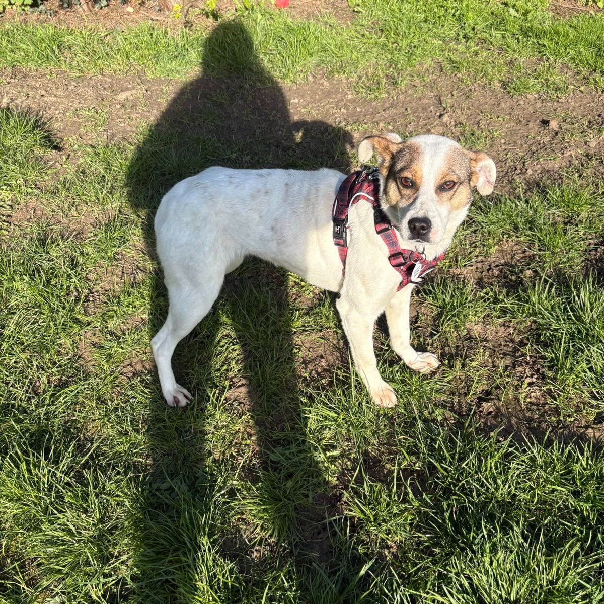 Rescue dogs for rehoming tweet media