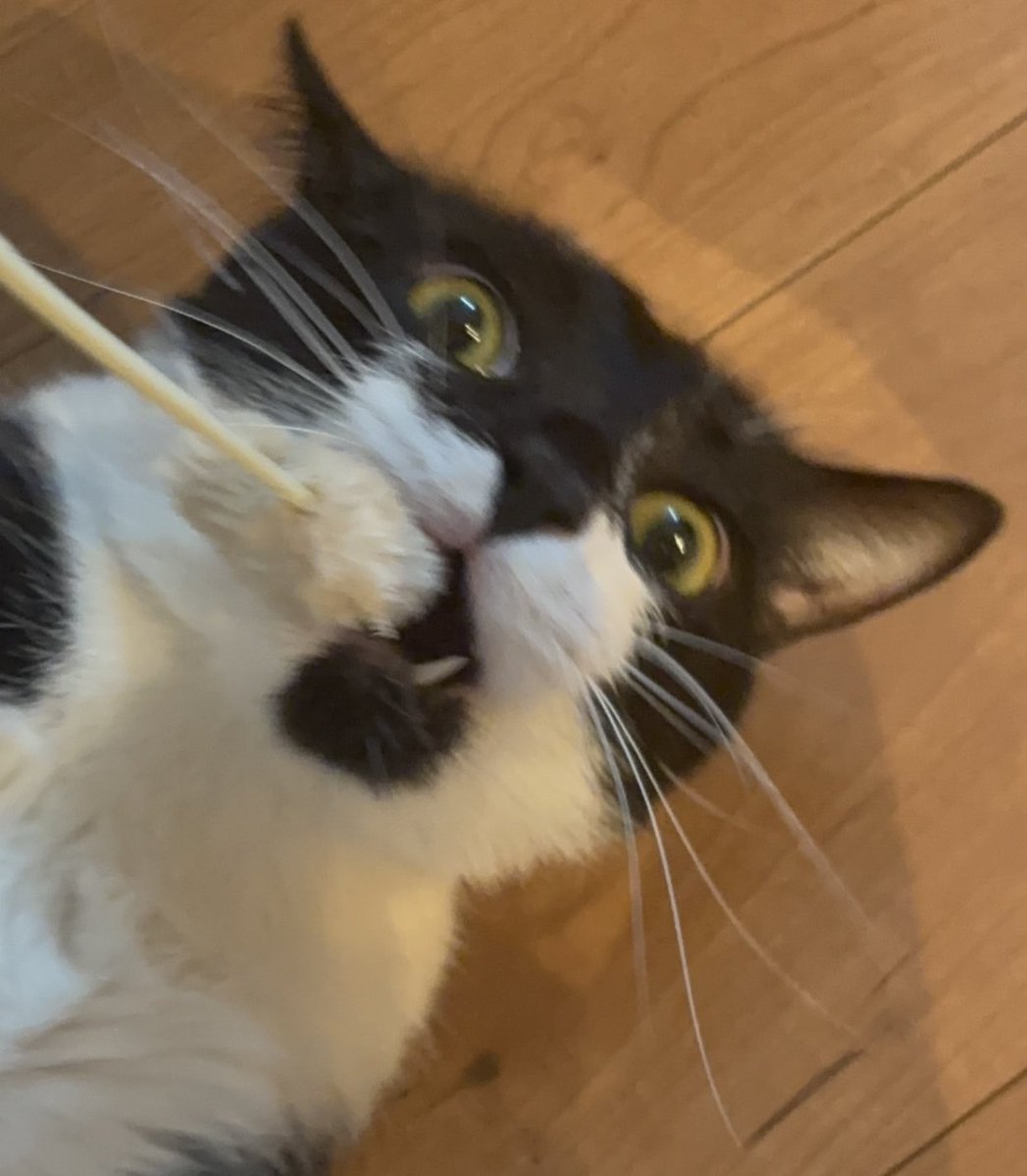 さーもん tweet media