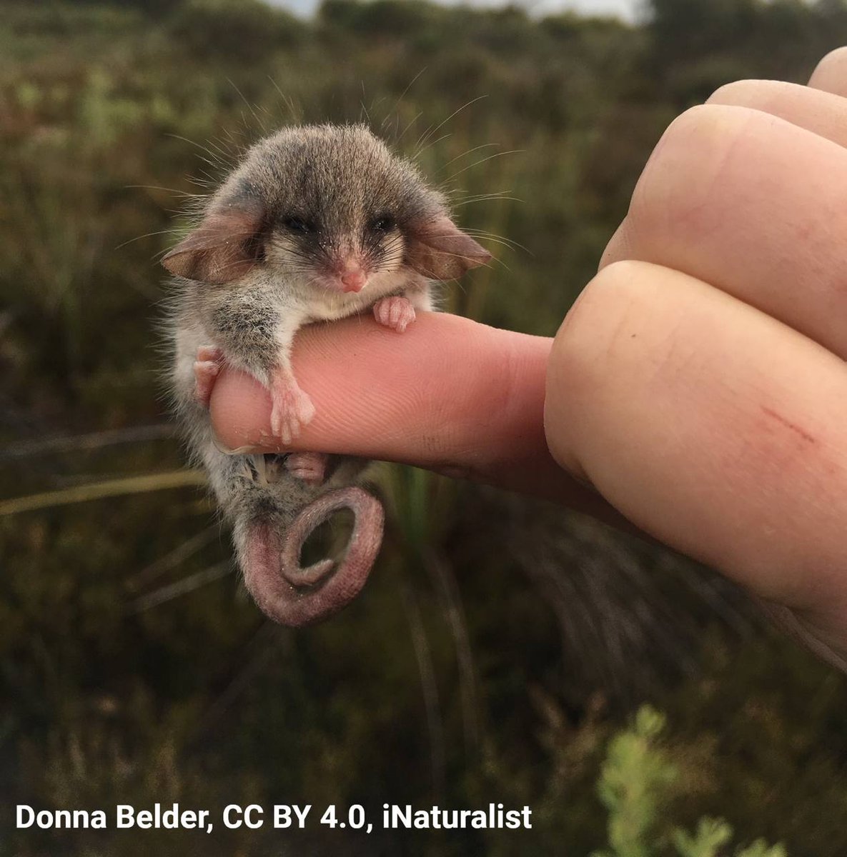 Art in ASK. The character is like an animal. I thought I couldn't forget about Eli.
#StarWars #TimothyZahn #Thrawn #EliVanto