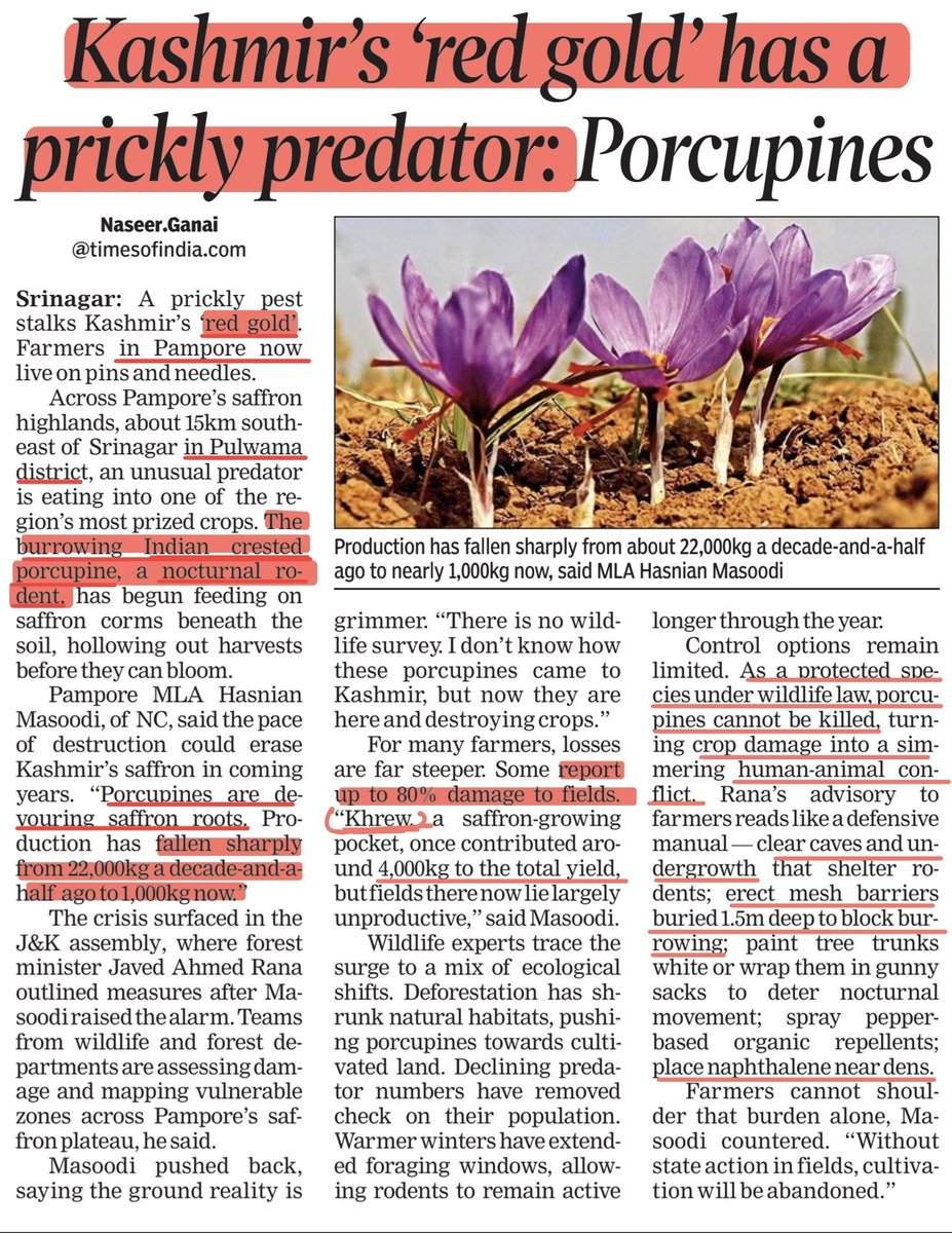 ieshan0's tweet photo. Kashmir's Saffron is dying and the culprit is a porcupine.
Via @timesofindia | @NaseerGanai
@OmarAbdullah @JavedRanaa @AgriGoI @moefcc @tawqeerhussain @HasnainMasoodi
#KashmirSaffron #Pampore #SaveSaffron #RedGold #Agriculture #Kashmir🇮🇳 https://t.co/iamBY3G7nL