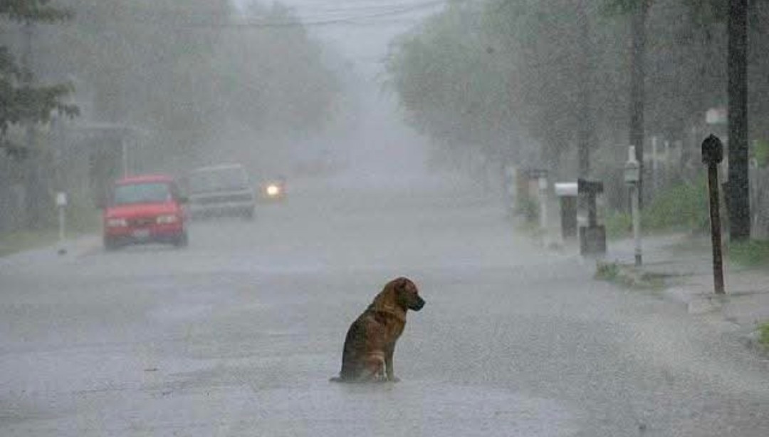 ARISTOTELES tweet media