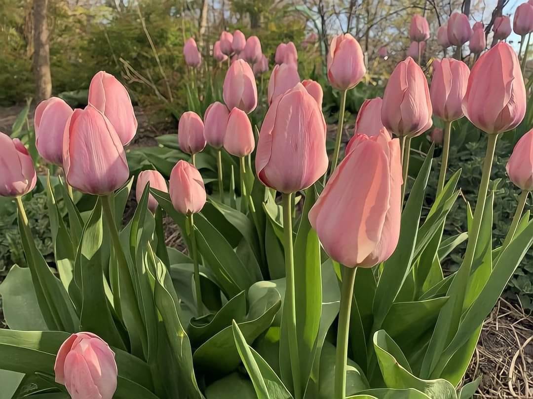 Only Tulips tweet media