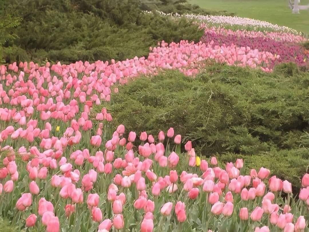 Only Tulips tweet media