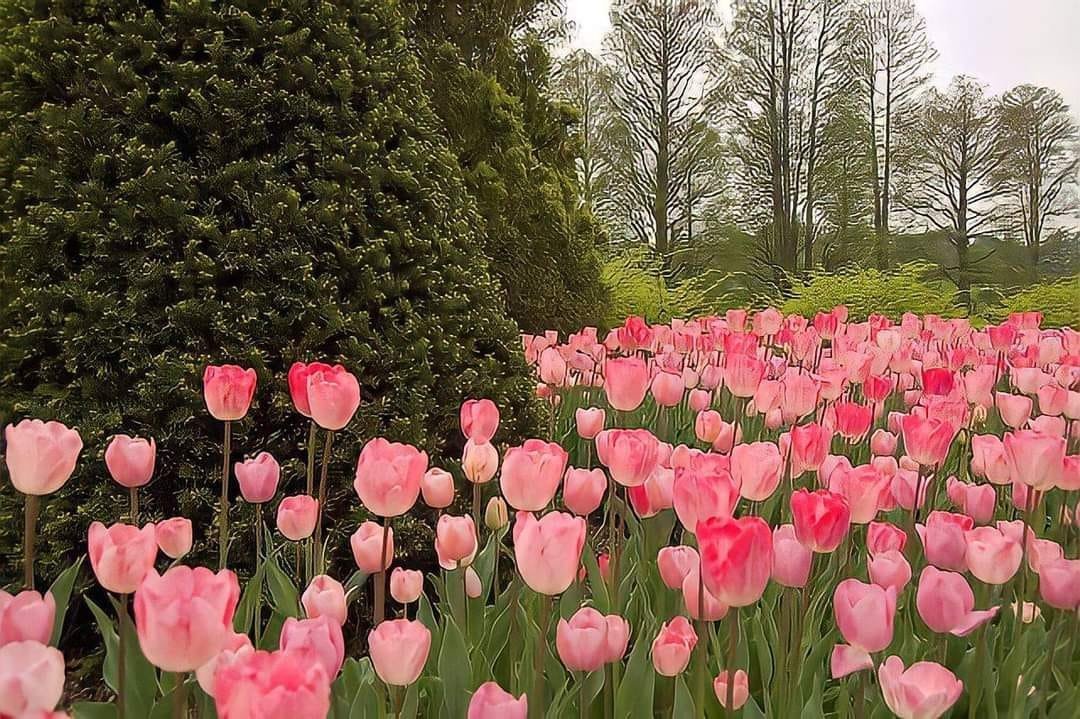 Only Tulips tweet media