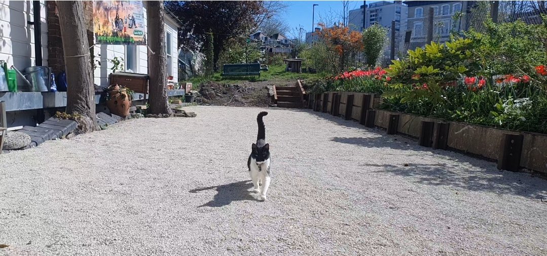 The Gipsy Hill Cat tweet media