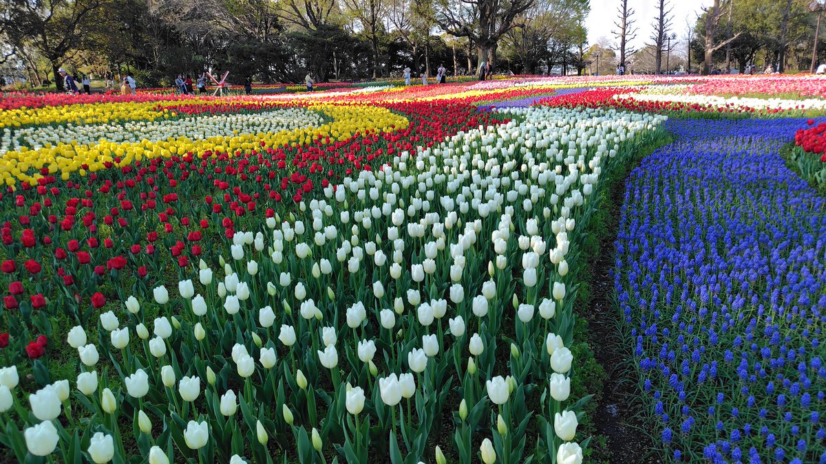 KAMOSIKATOV2's tweet photo. チューリップ咲いてます🌷🌷 https://t.co/h7Pqq7QBdU