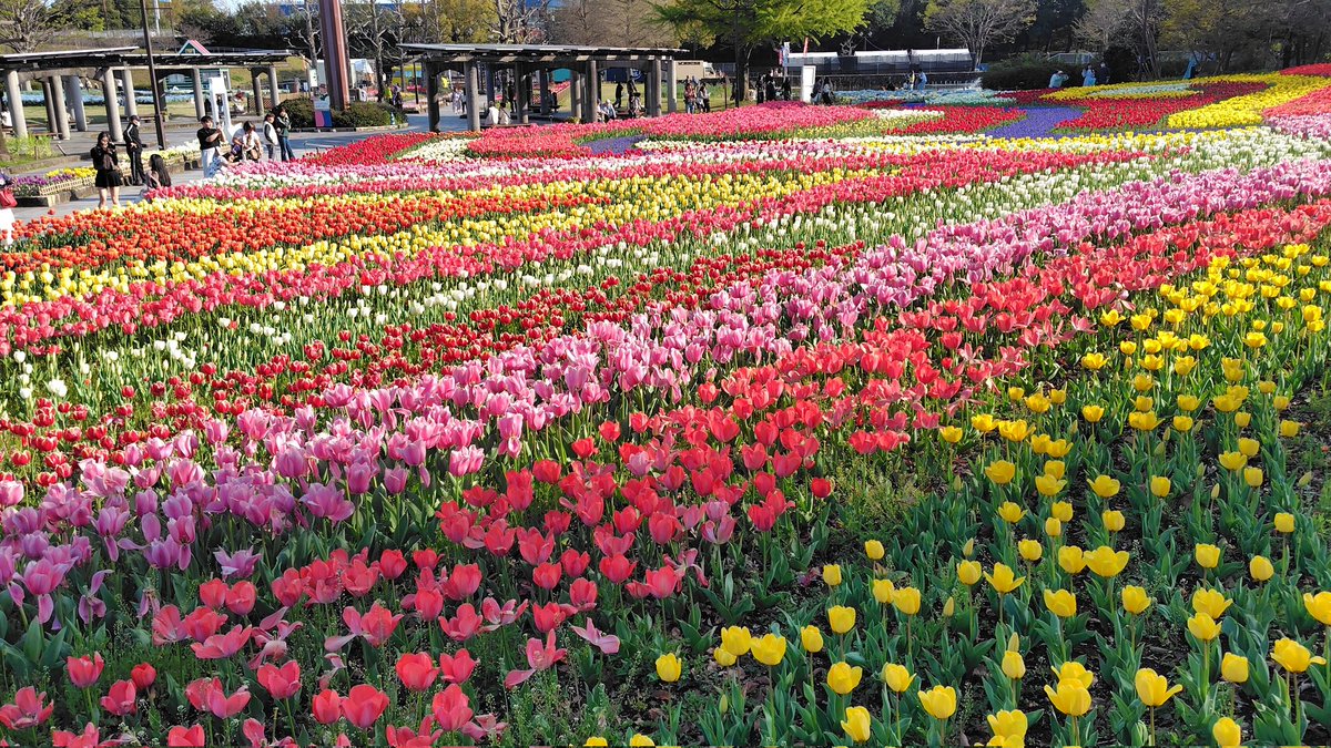 KAMOSIKATOV2's tweet photo. チューリップ咲いてます🌷🌷 https://t.co/h7Pqq7QBdU