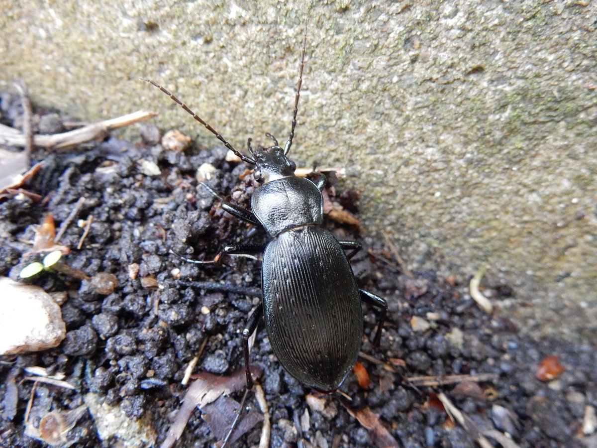 Shidora- tweet media