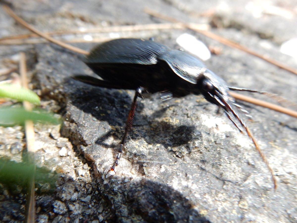 Shidora- tweet media