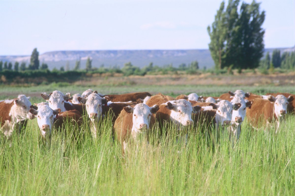INTAPatagoniaSur tweet media