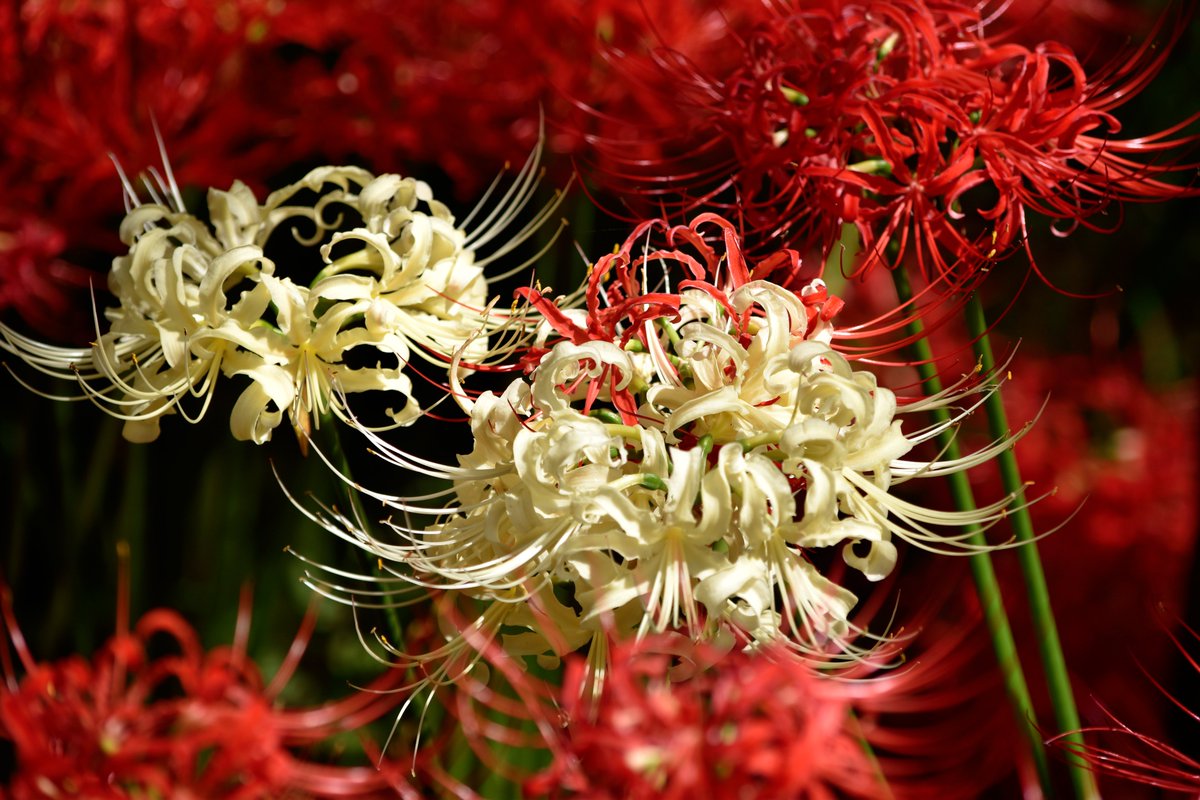 あさくら tweet media