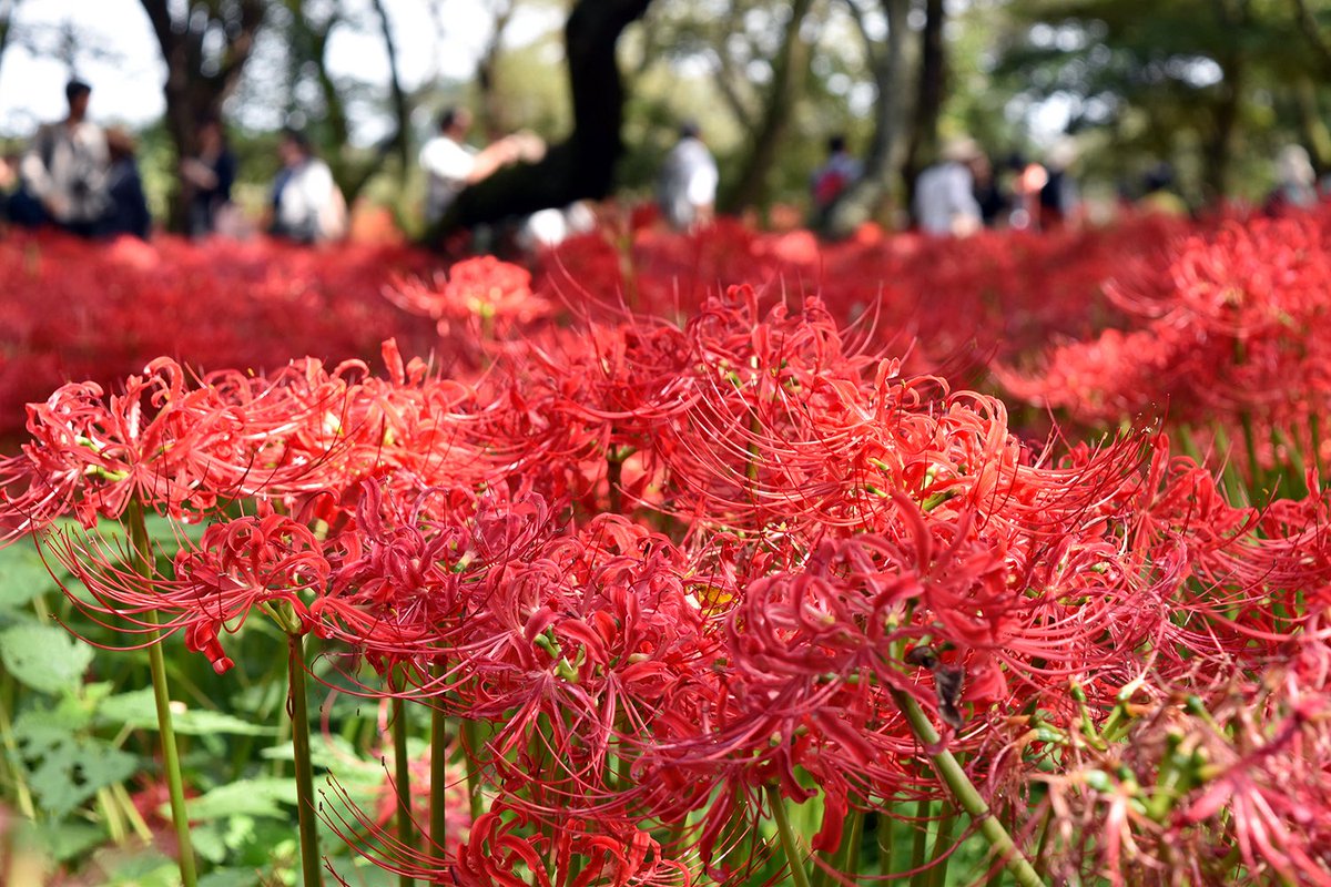 あさくら tweet media