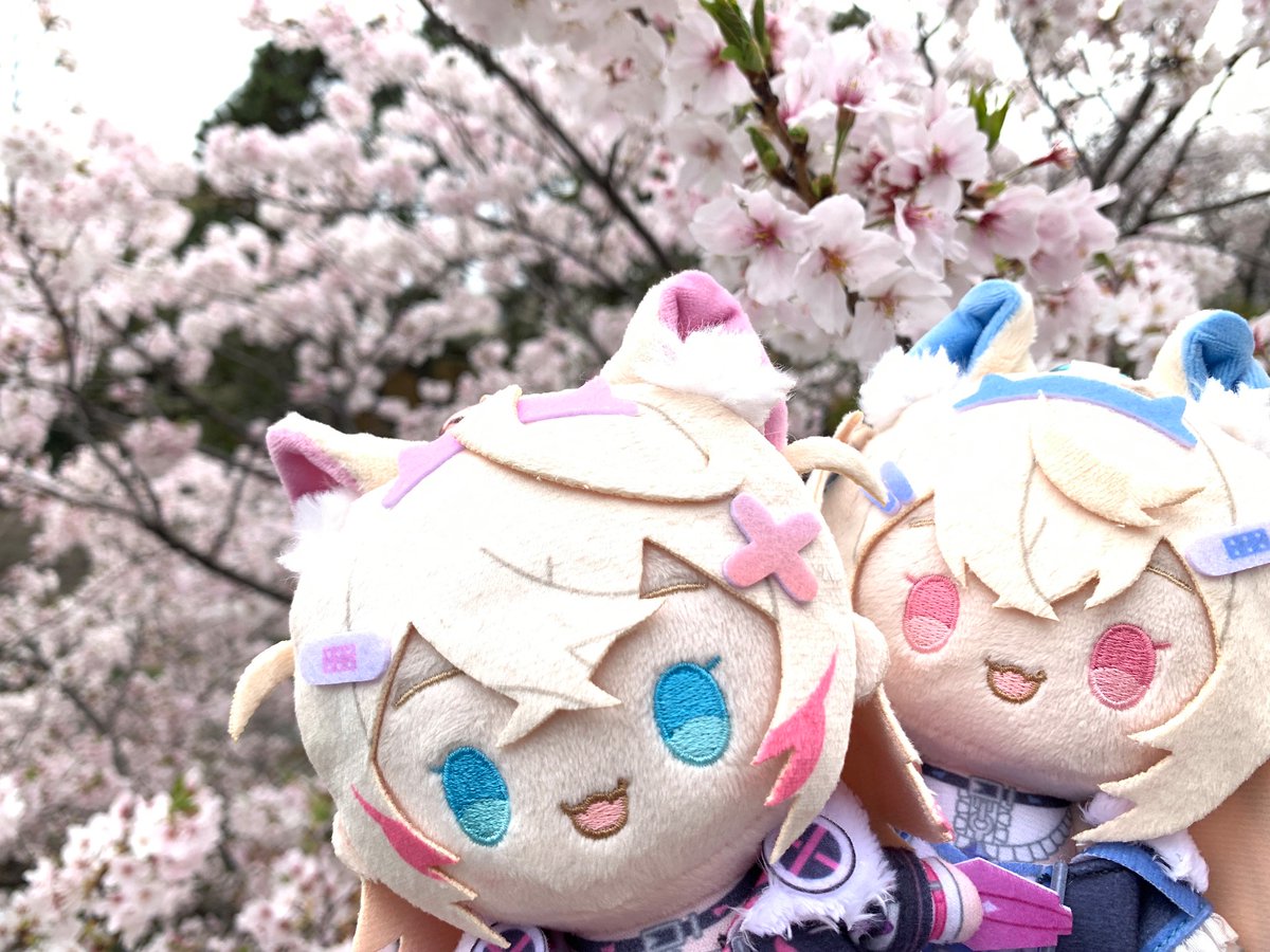 椿🌽🩵🩷🐾⚔️🩵 tweet media