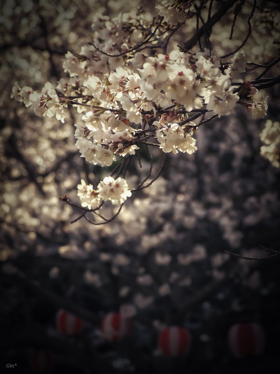 Yuma_Gin tweet media