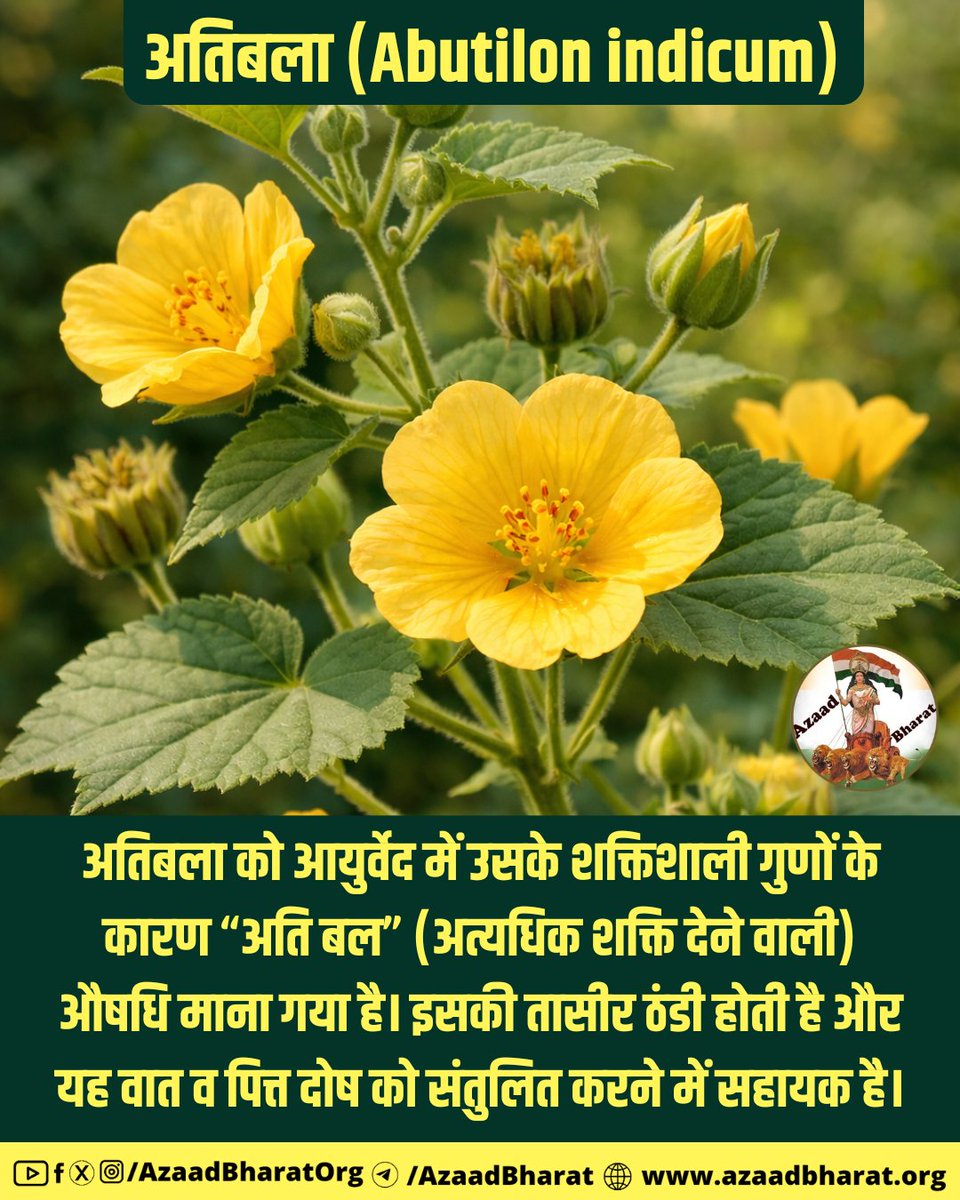 अतिबला को आयुर्वेद में उसके शक्तिशाली गुणों के कारण "अति बल" (अत्यधिक शक्ति) देने वाली माना गया है। यह वात और पित्त दोष को संतुलित करने में मदद करती है और इसकी तासीर ठंडी होती है। पूरी पोस्ट पढ़े 👉🏻azaadbharat.org/?p=14318
#Atibala  #HerbalRemedy
