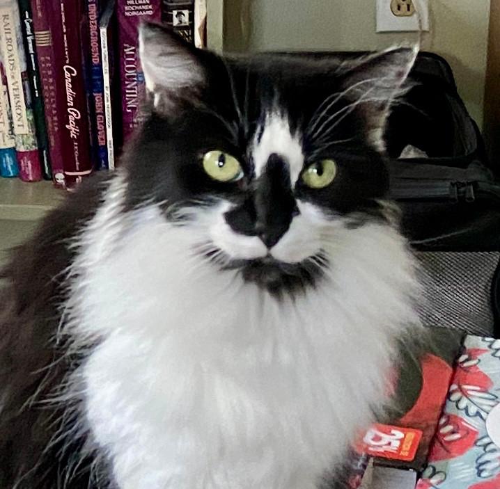 DorotheaCatMiddVT🐈 tweet media