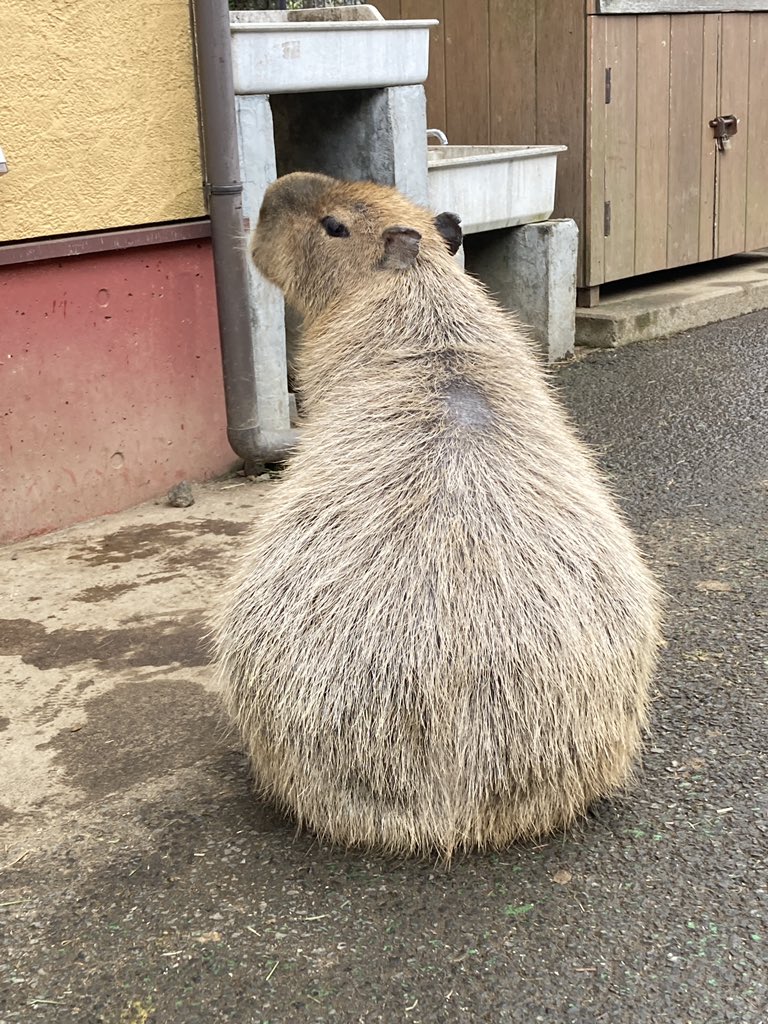 こやまし tweet media