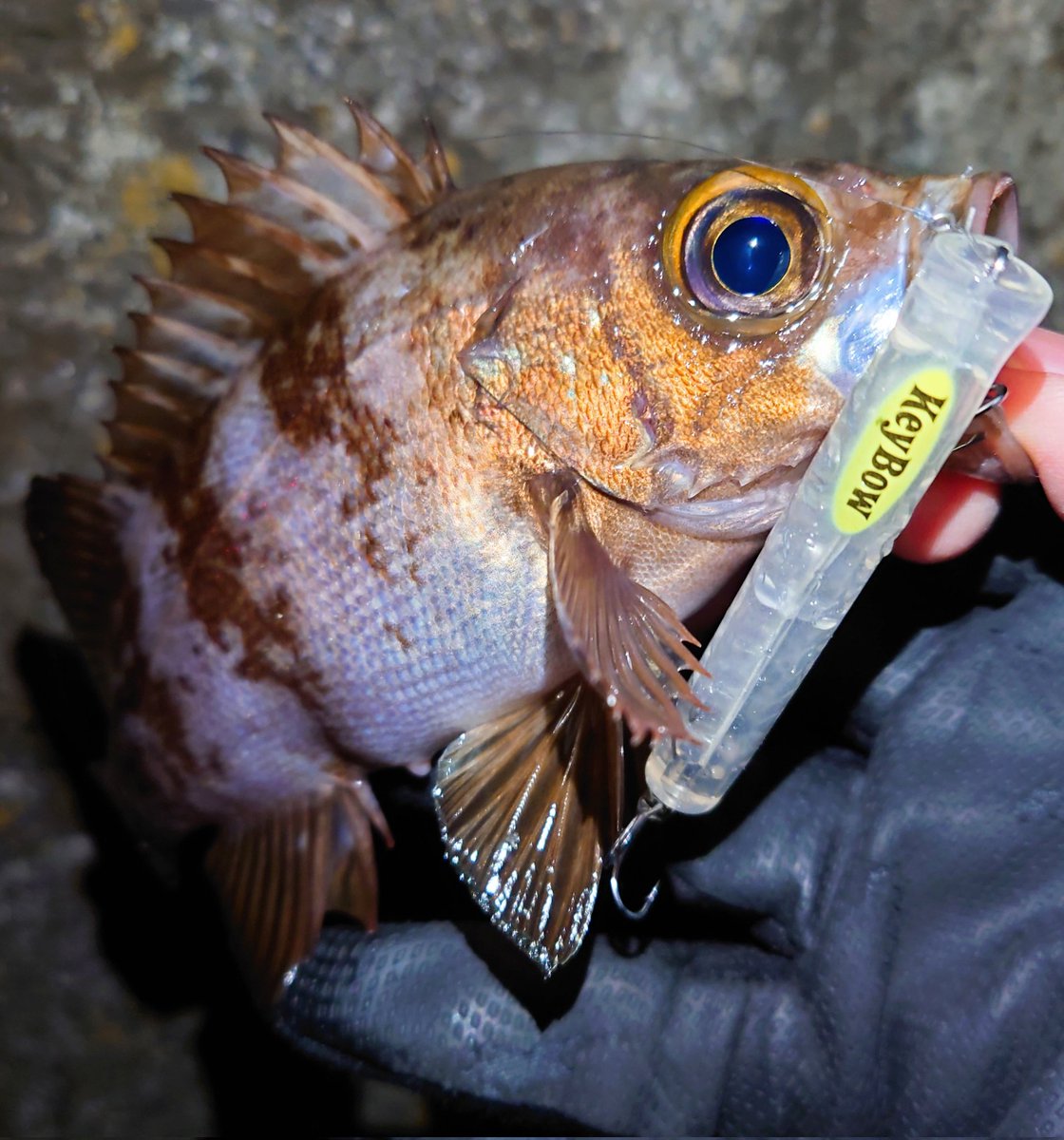 ありBoW@週末釣り日記 tweet media