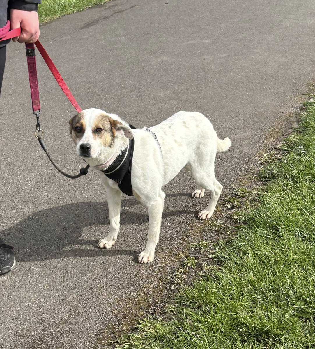 Rescue dogs for rehoming tweet media