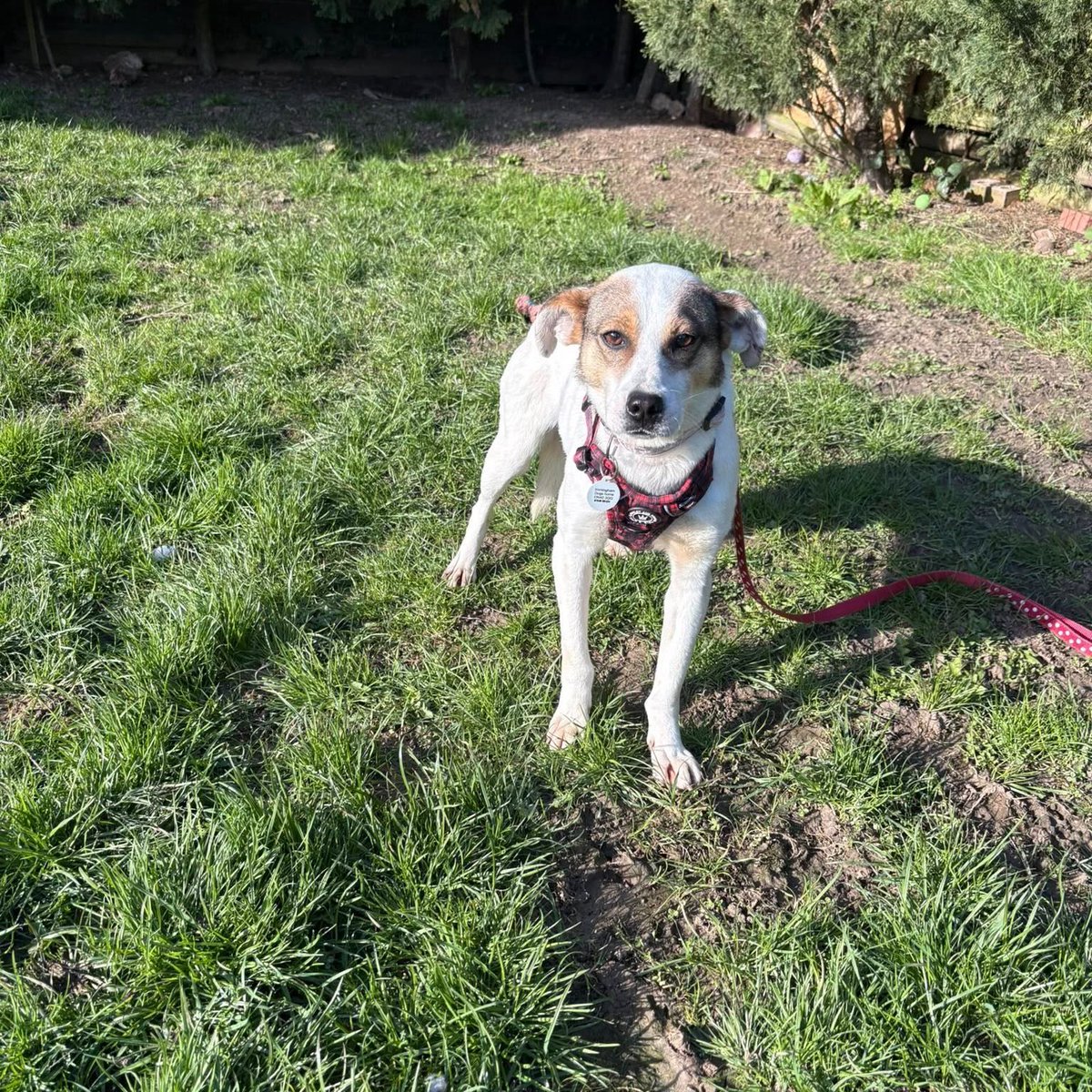 Rescue dogs for rehoming tweet media