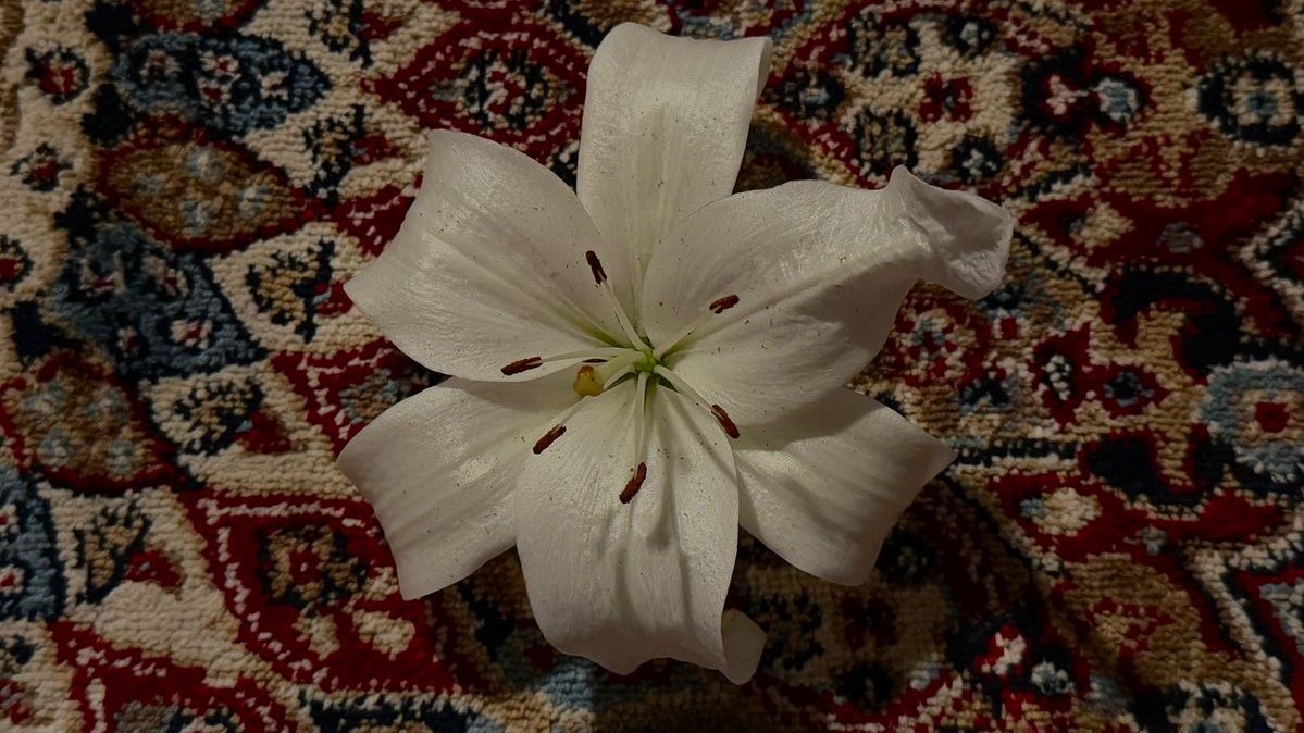 ✢ amor day tweet media