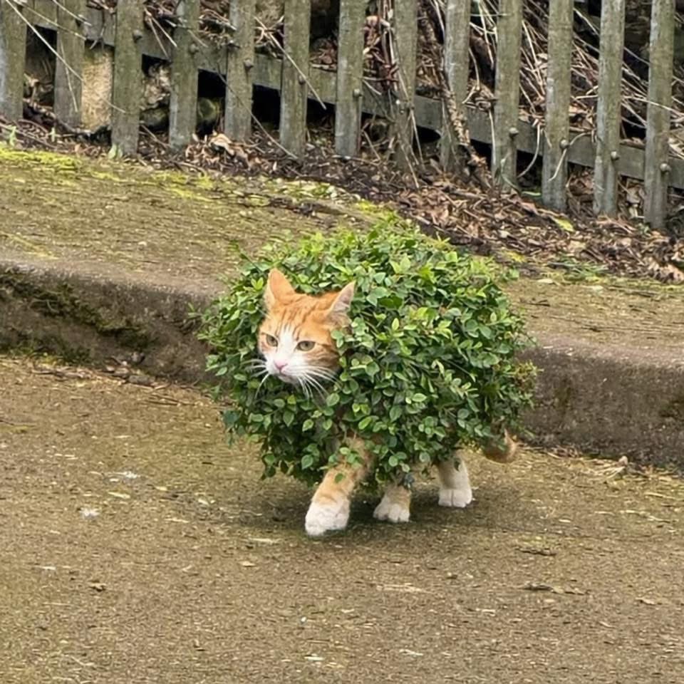 George The Stourbridge Junction Station Cat tweet media