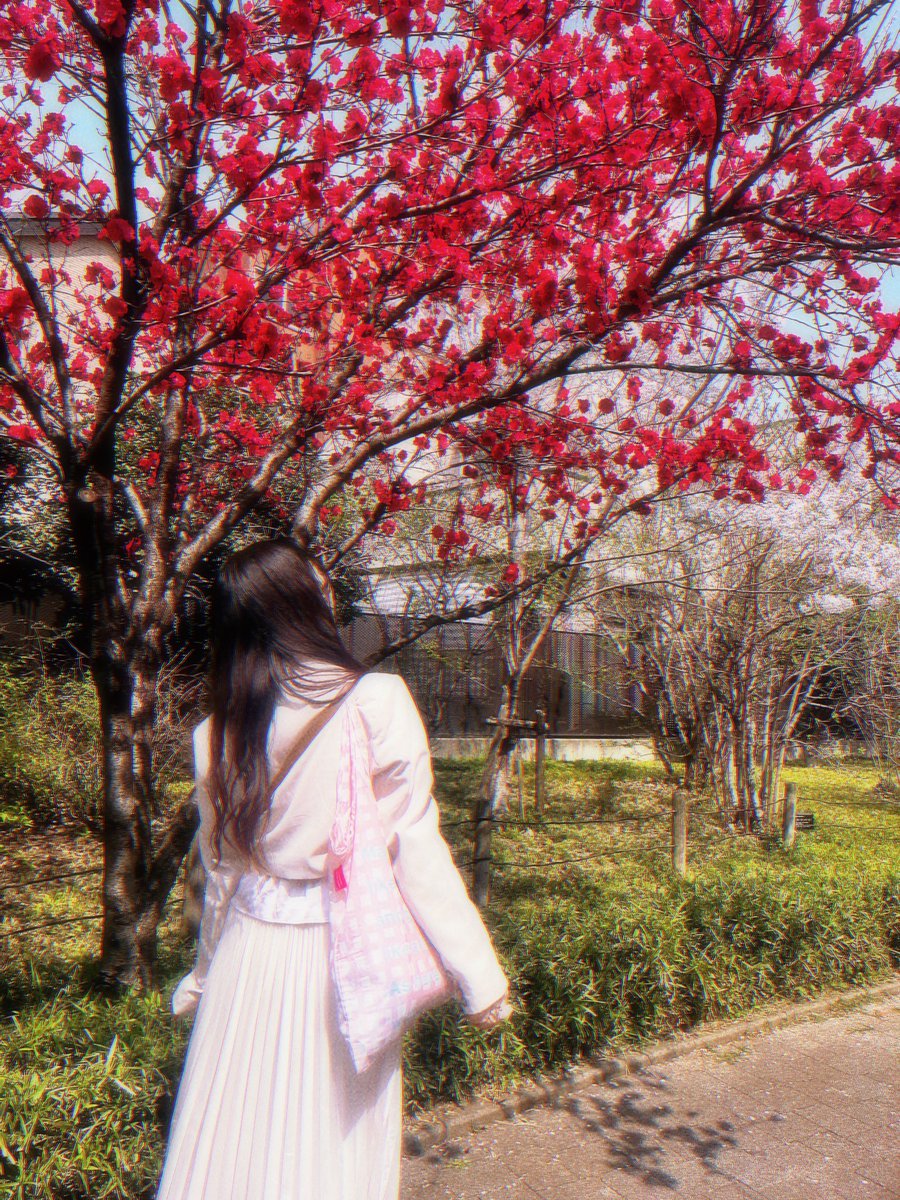 血染めの桜、、、！😱🩸