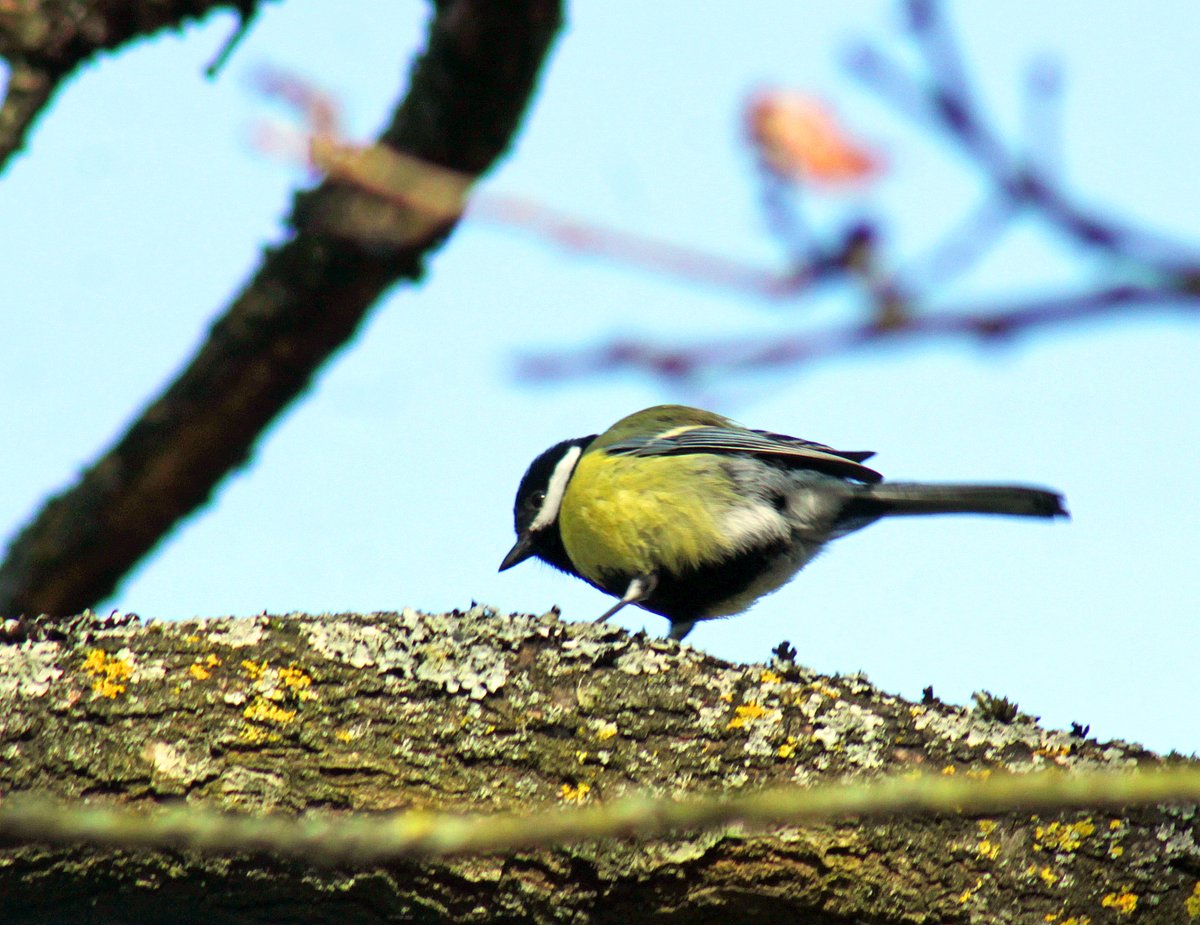 MorvienR's tweet image. Saw a few #BirdsSeenIn2026 on #EasterMonday🐦as I took Lizzie for her daily walk🐶around the public footpath &amp;amp; through the Hampton's in #WorcesterPark Surrey😎@Team4Nature2 @Natures_Voice @NationalRobin @WildlifeTrusts @NatureUK @a_london_pigeon  @BBCSpringwatch @WildernFriends