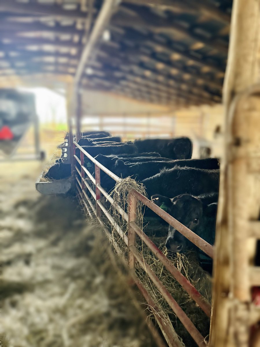 TheWittyFarmer's tweet image. Eatin’ time. 

#moo #realfood