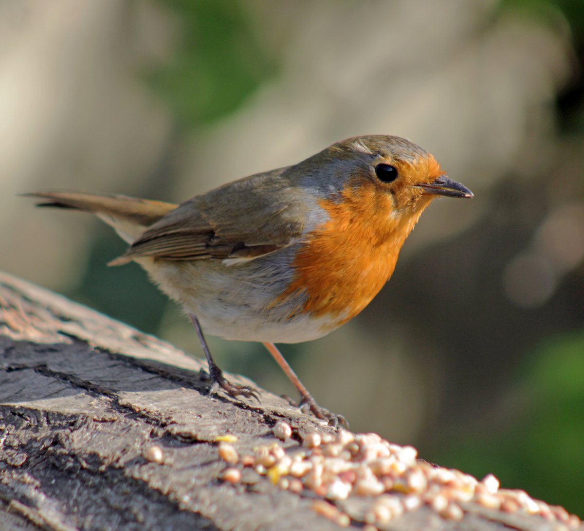 MorvienR's tweet image. Saw a few #BirdsSeenIn2026 on #EasterMonday🐦as I took Lizzie for her daily walk🐶around the public footpath &amp;amp; through the Hampton's in #WorcesterPark Surrey😎@Team4Nature2 @Natures_Voice @NationalRobin @WildlifeTrusts @NatureUK @a_london_pigeon  @BBCSpringwatch @WildernFriends